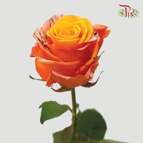 Ceres Rose - Poisonous Eyeball (10 Stems)-Ecd-prflorist.com.my