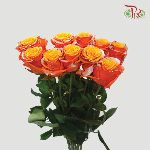 Ceres Rose - Poisonous Eyeball (10 Stems)-Ecd-prflorist.com.my