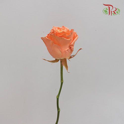 Ceres Rose - Pretty Melon (10 Stems)-Ecd-prflorist.com.my