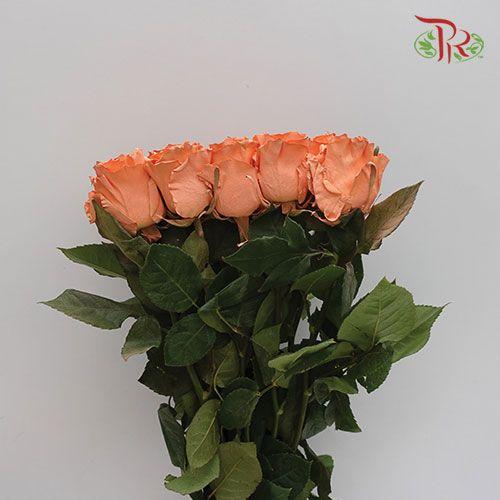Ceres Rose - Pretty Melon (10 Stems)-Ecd-prflorist.com.my