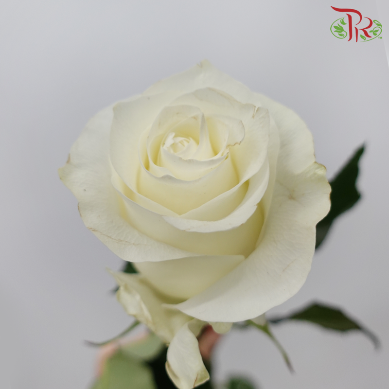 Ceres Rose - Proud (10 Stems)-Proud-Ecd-prflorist.com.my