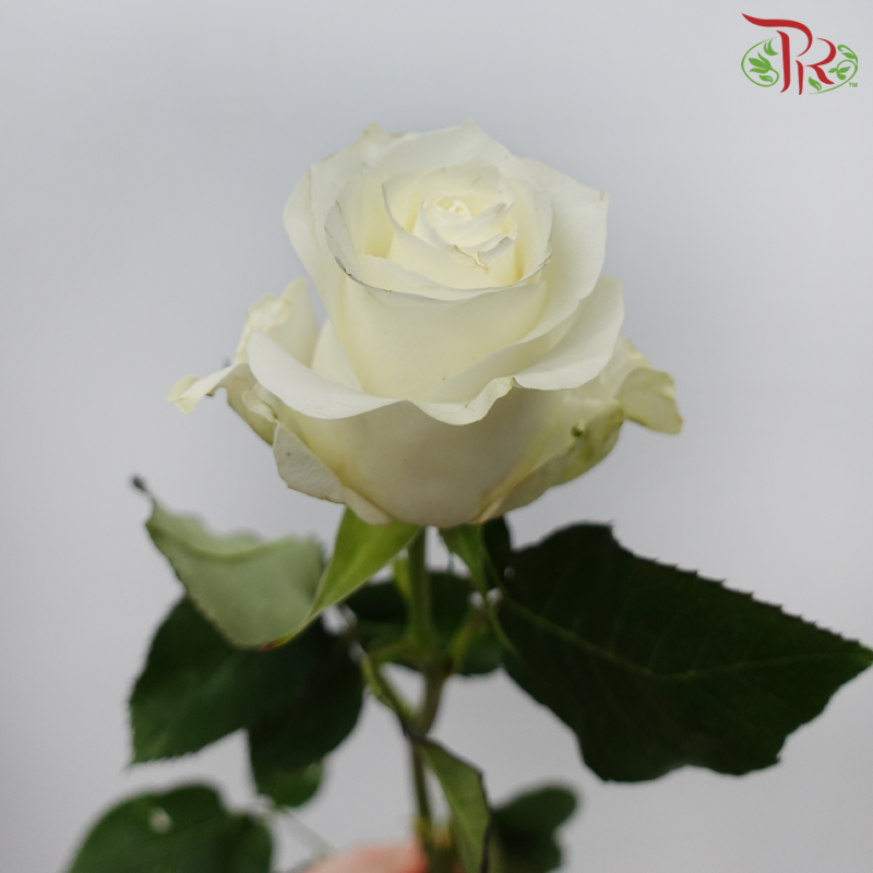 Ceres Rose - Proud (10 Stems)-Proud-Ecd-prflorist.com.my