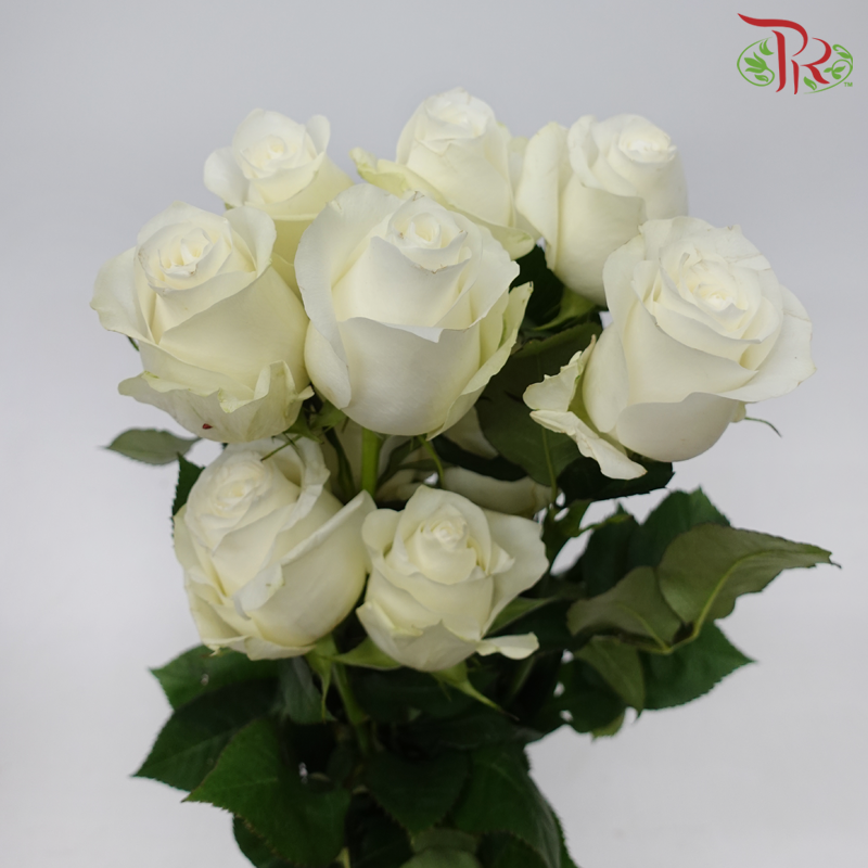 Ceres Rose - Proud (10 Stems)-Proud-Ecd-prflorist.com.my