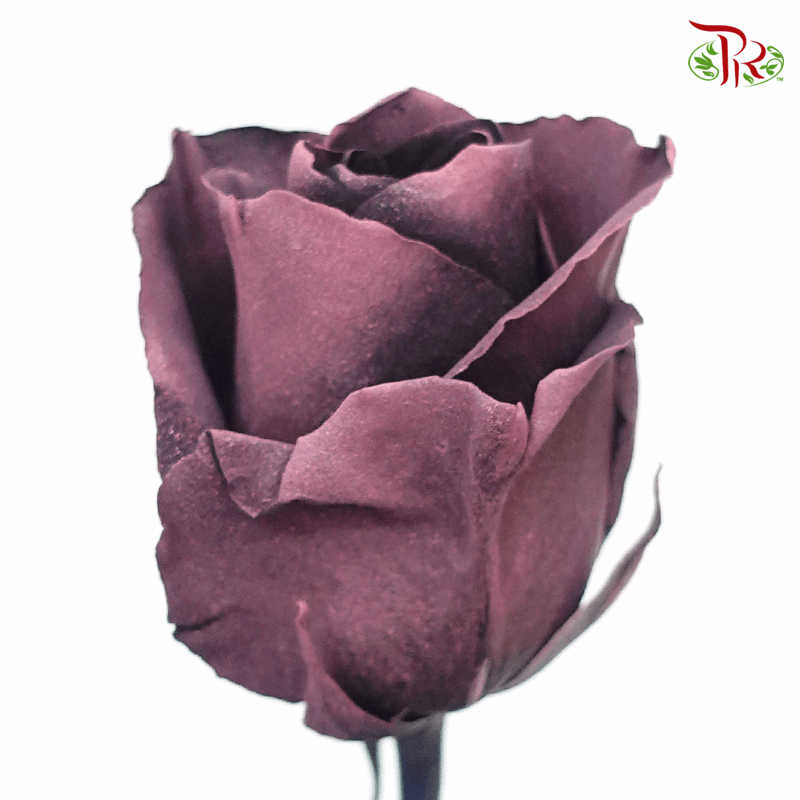 Ceres Rose - Prune Amethyst (10 Stems)-Dusty Vintage Purple-Ecd-prflorist.com.my