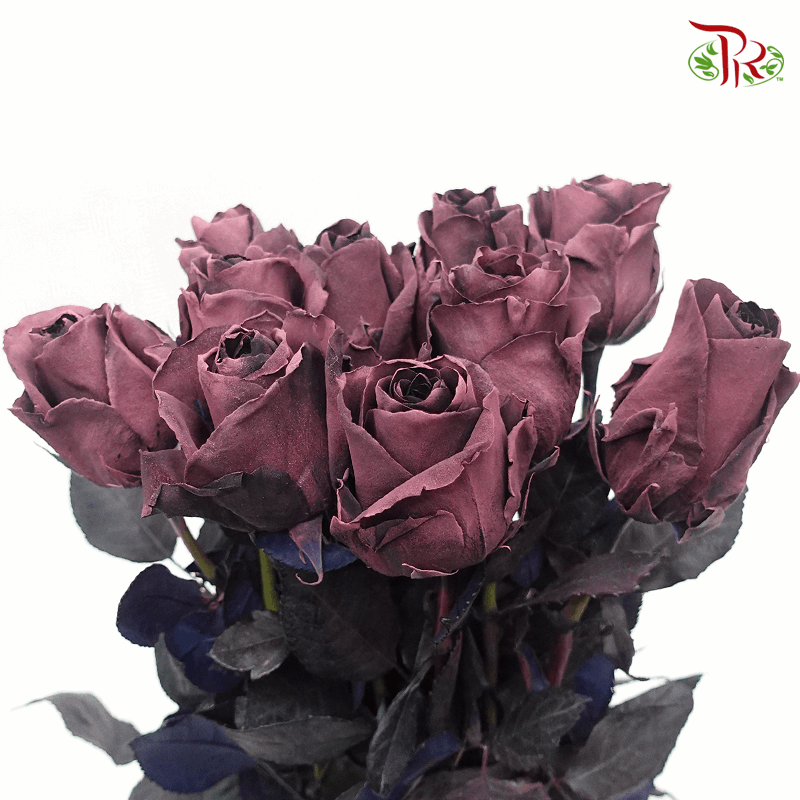 Ceres Rose - Prune Amethyst (10 Stems)-Dusty Vintage Purple-Ecd-prflorist.com.my