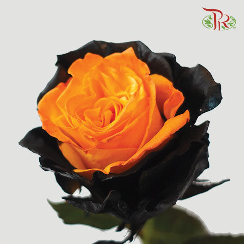 Ceres Rose - Pumpkin Edge (10 Stems)-Ecd-prflorist.com.my