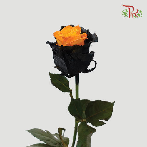 Ceres Rose - Pumpkin Edge (10 Stems)-Ecd-prflorist.com.my