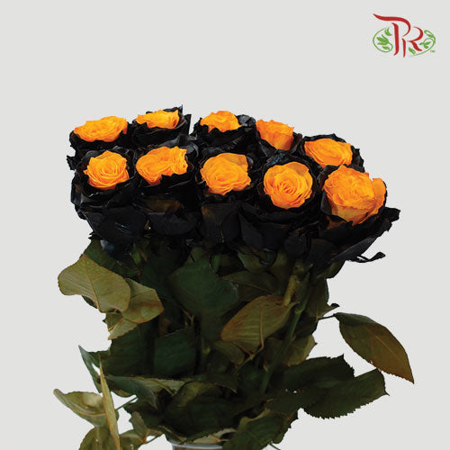 Ceres Rose - Pumpkin Edge (10 Stems)-Ecd-prflorist.com.my