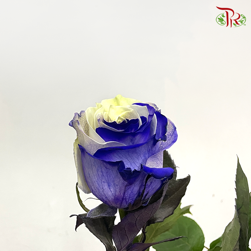 Ceres Rose - Purple White (10 Stems)-Ecd-prflorist.com.my