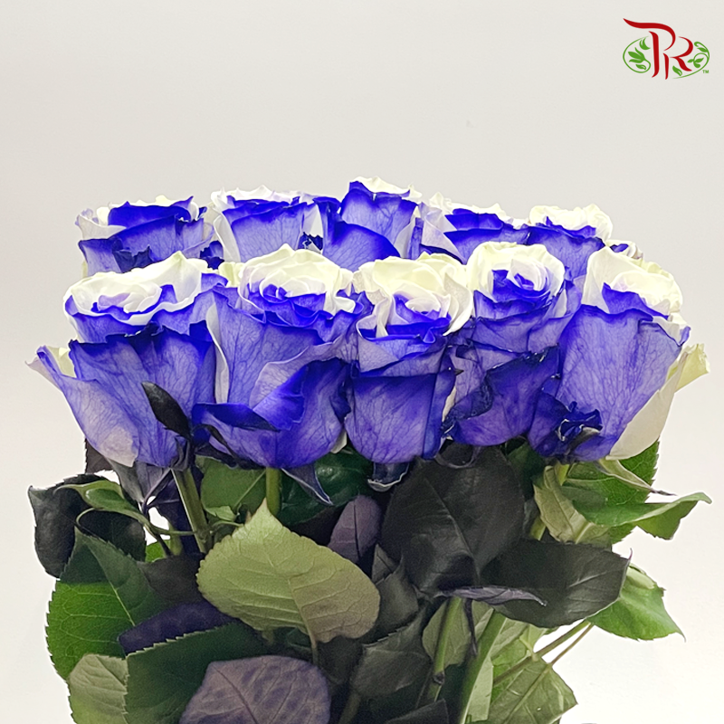 Ceres Rose - Purple White (10 Stems)-Ecd-prflorist.com.my