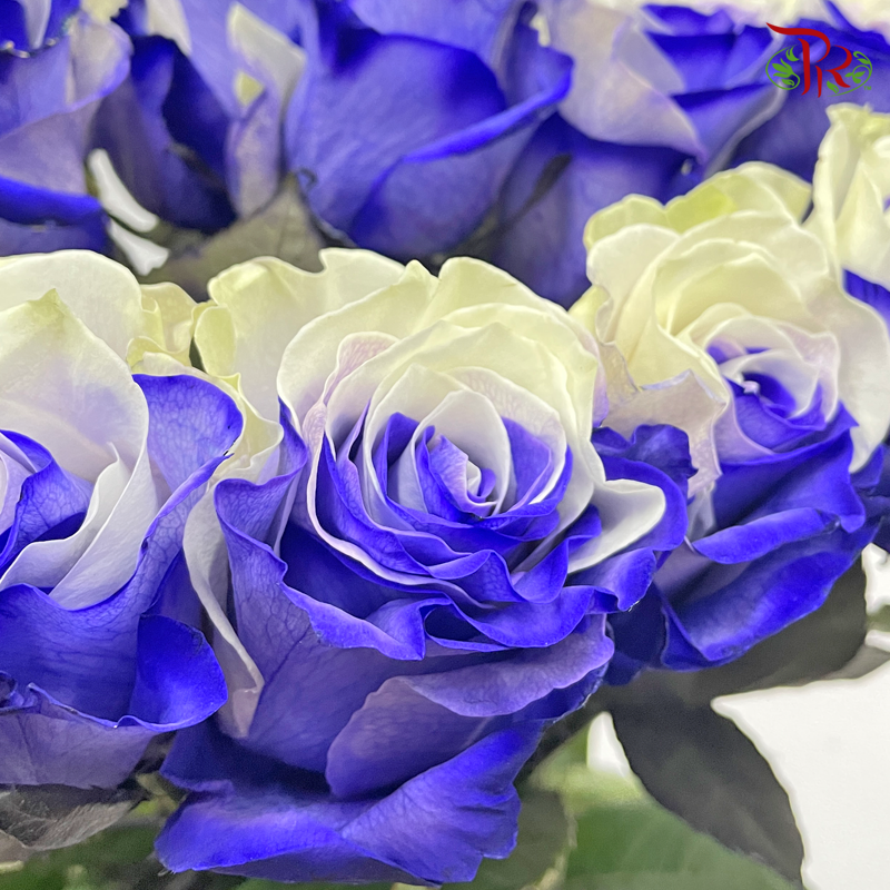 Ceres Rose - Purple White (10 Stems)-Ecd-prflorist.com.my