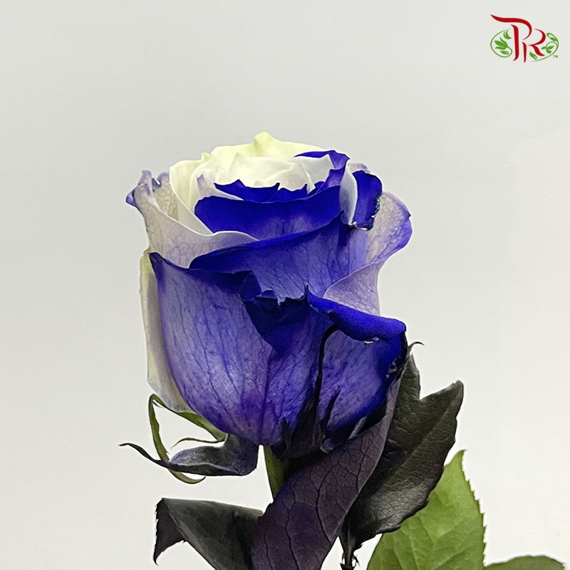 Ceres Rose - Purple White (10 Stems)-Ecd-prflorist.com.my