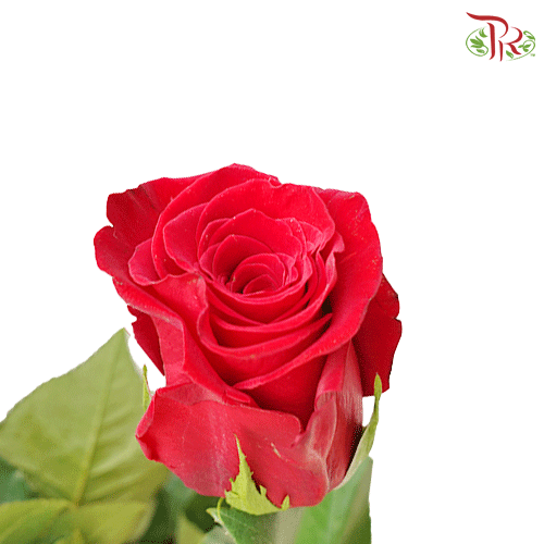 Ceres Rose - Red (25 stems)-Red-Ecd-prflorist.com.my