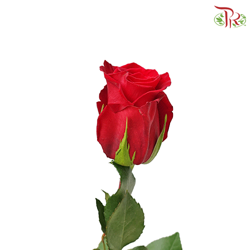 Ceres Rose - Red (25 stems)-Red-Ecd-prflorist.com.my