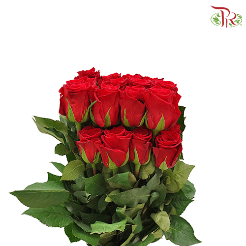Ceres Rose - Red (25 stems)-Red-Ecd-prflorist.com.my