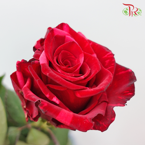 Ceres Rose - Red Panther (10 stems)-Red-Ecd-prflorist.com.my