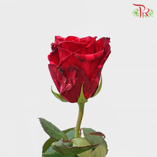 Ceres Rose - Red Panther (10 stems)-Red-Ecd-prflorist.com.my
