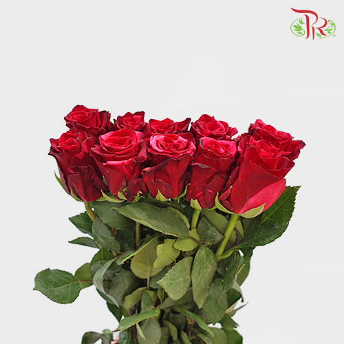 Ceres Rose - Red Panther (10 stems)-Red-Ecd-prflorist.com.my