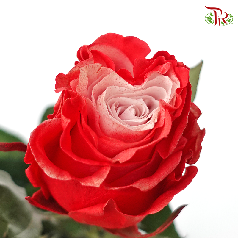 Ceres Rose - Red Velvet (10 Stems)-Ecd-prflorist.com.my