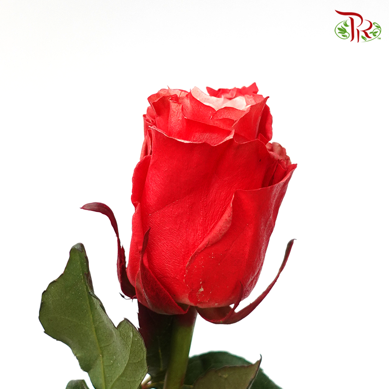 Ceres Rose - Red Velvet (10 Stems)-Ecd-prflorist.com.my