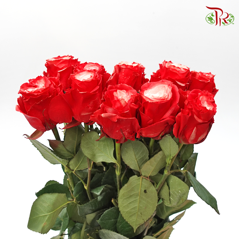 Ceres Rose - Red Velvet (10 Stems)-Ecd-prflorist.com.my