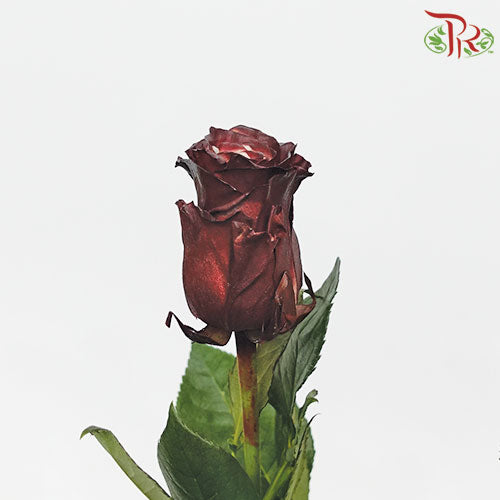 Ceres Rose - Red Wine (10 Stems)-Ecd-prflorist.com.my