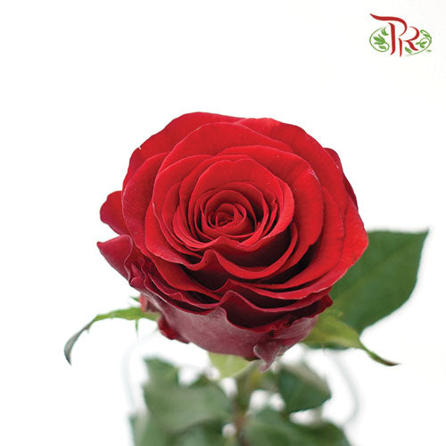 Ceres Rose - Rediant (25 Stems)-Red-Ecd-prflorist.com.my