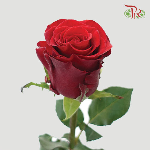 Ceres Rose - Rediant (25 Stems)-Red-Ecd-prflorist.com.my