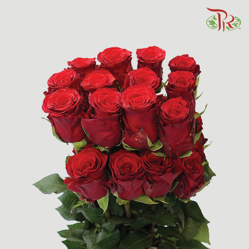 Ceres Rose - Rediant (25 Stems)-Red-Ecd-prflorist.com.my