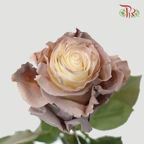 Ceres Rose - Rose Quartz (10 Stems)-Ecd-prflorist.com.my