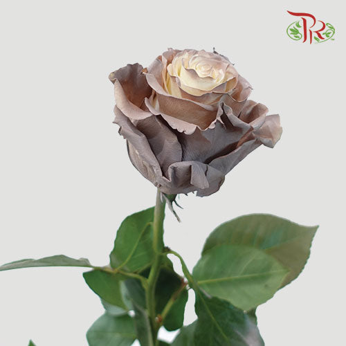 Ceres Rose - Rose Quartz (10 Stems)-Ecd-prflorist.com.my