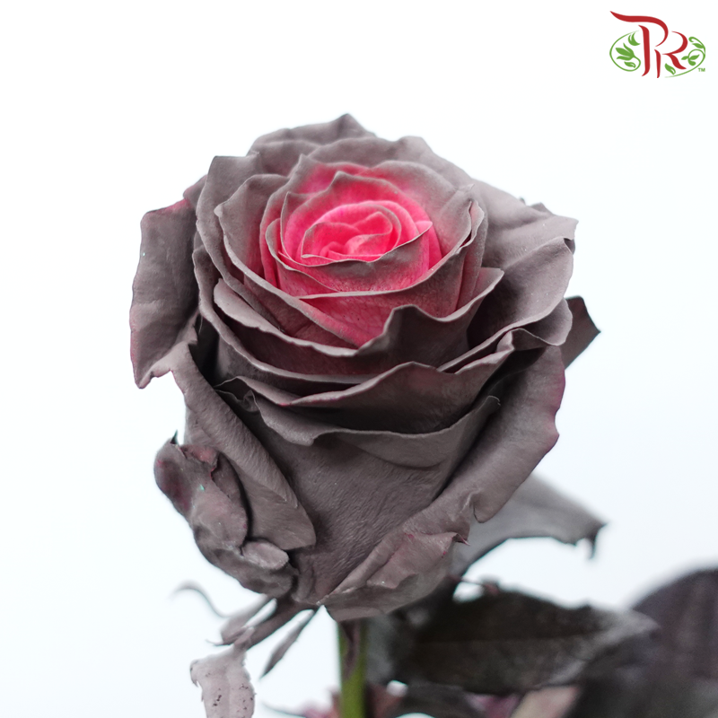 Ceres Rose - Salted Caramel (10 Stems)-Salted Caramel-Ecd-prflorist.com.my