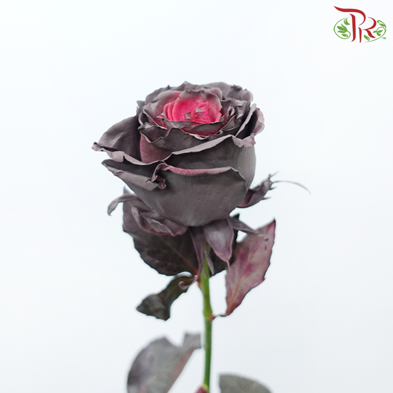 Ceres Rose - Salted Caramel (10 Stems)-Salted Caramel-Ecd-prflorist.com.my