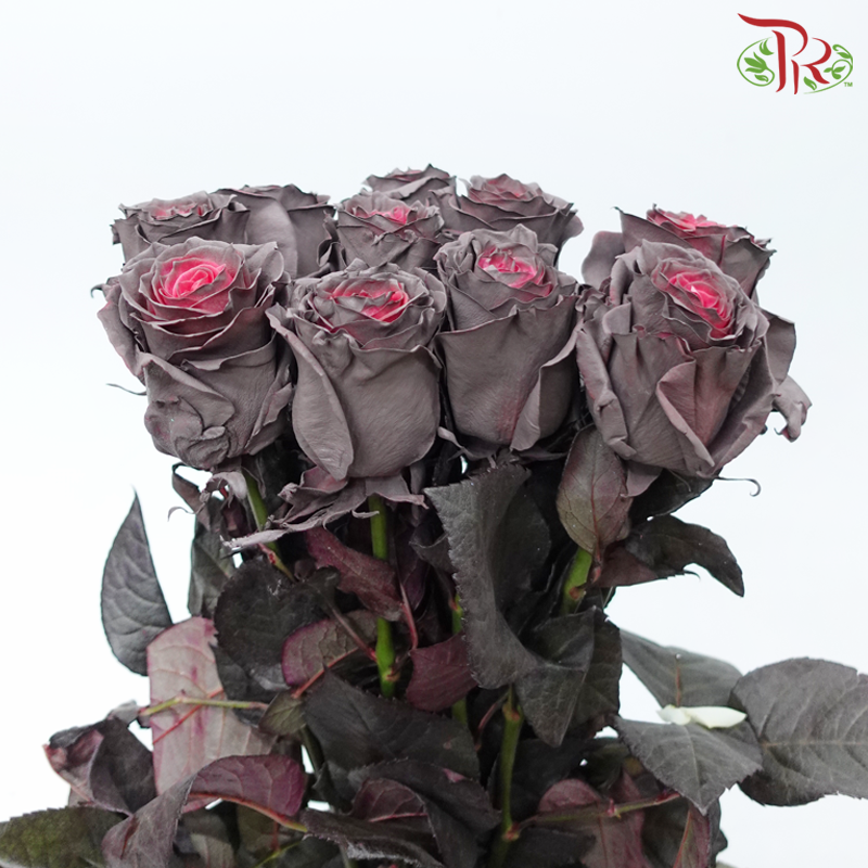 Ceres Rose - Salted Caramel (10 Stems)-Salted Caramel-Ecd-prflorist.com.my
