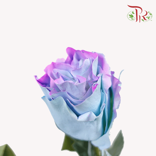 Ceres Rose - Sea Horse (10 Stems)-Ecd-prflorist.com.my