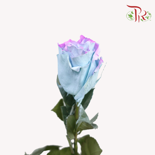 Ceres Rose - Sea Horse (10 Stems)-Ecd-prflorist.com.my