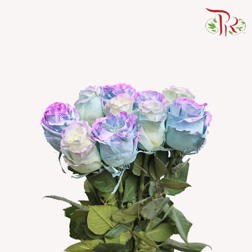 Ceres Rose - Sea Horse (10 Stems)-Ecd-prflorist.com.my