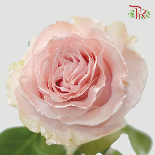 Ceres Rose - Shiny Pearl (10 Stems)-Ecd-prflorist.com.my