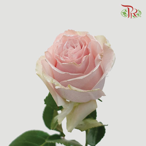 Ceres Rose - Shiny Pearl (10 Stems)-Ecd-prflorist.com.my