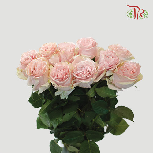Ceres Rose - Shiny Pearl (10 Stems)-Ecd-prflorist.com.my