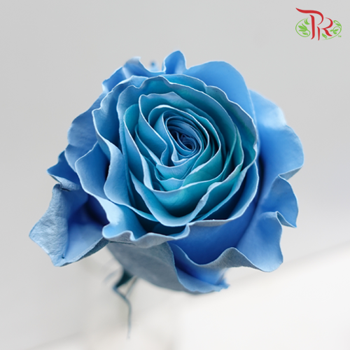 Ceres Rose - Sky Blue (10 Stems)-Ecd-prflorist.com.my