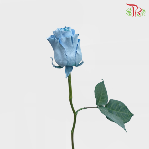 Ceres Rose - Sky Blue (10 Stems)-Ecd-prflorist.com.my