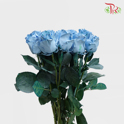 Ceres Rose - Sky Blue (10 Stems)-Ecd-prflorist.com.my