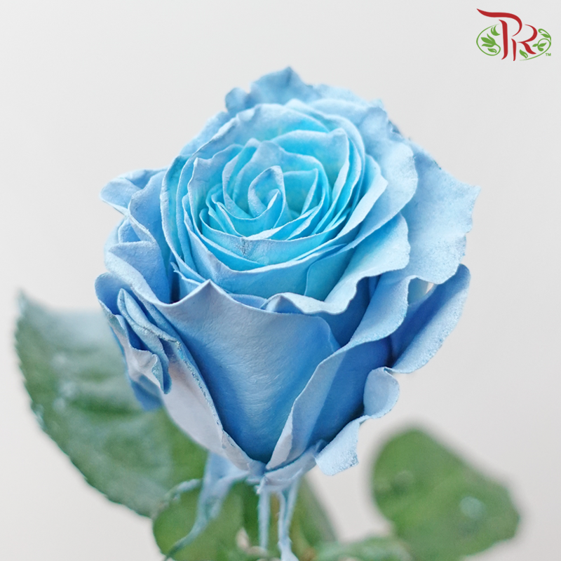 Ceres Rose - Sky Blue Roses (10 Stems)-Sky Blue-Ecd-prflorist.com.my