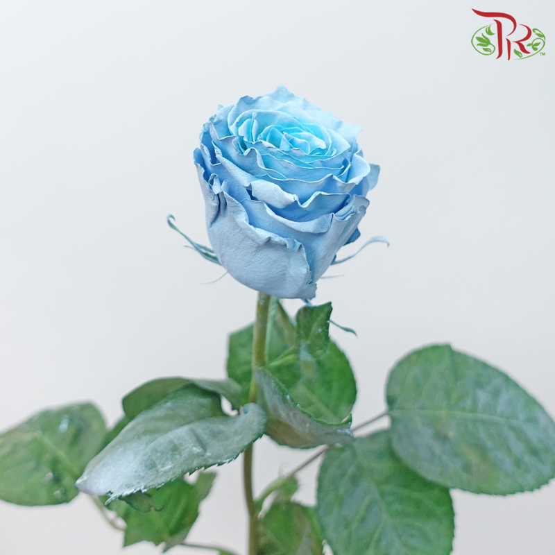 Ceres Rose - Sky Blue Roses (10 Stems)-Sky Blue-Ecd-prflorist.com.my