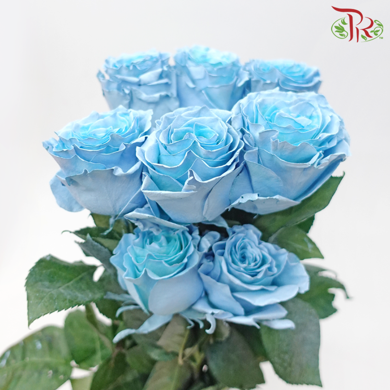 Ceres Rose - Sky Blue Roses (10 Stems)-Sky Blue-Ecd-prflorist.com.my