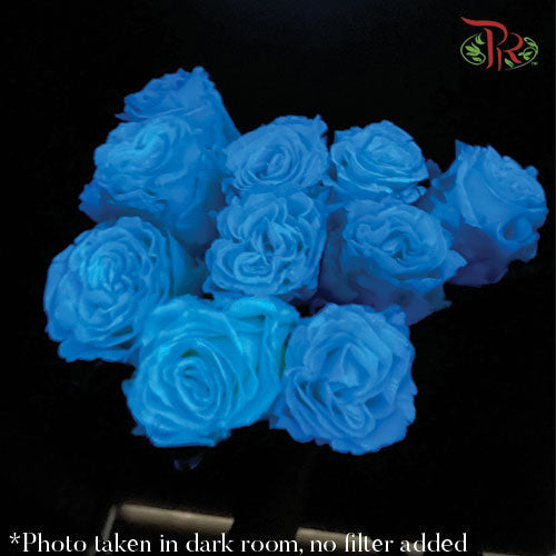 Ceres Rose - Sky In The Dark (10 stems)-Blue-Ecd-prflorist.com.my