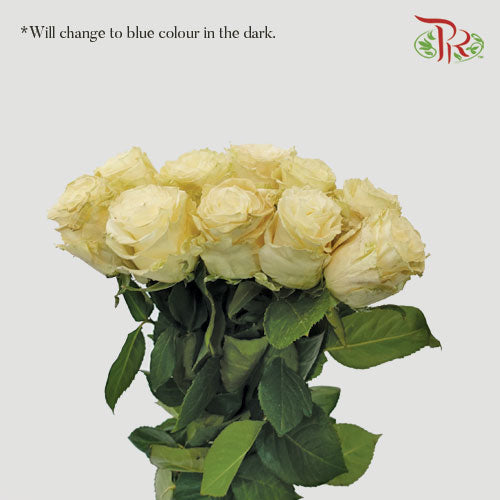 Ceres Rose - Sky In The Dark (10 stems)-Blue-Ecd-prflorist.com.my