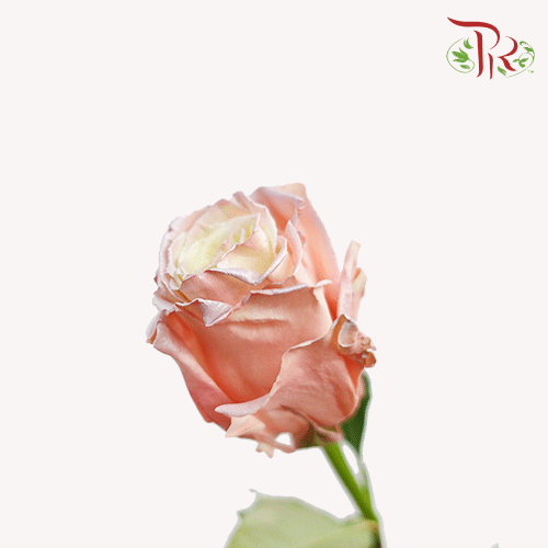 Ceres Rose - Sky Pearl (10 stems)-Ecd-prflorist.com.my