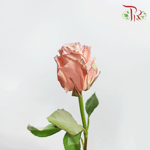 Ceres Rose - Sky Pearl (10 stems)-Ecd-prflorist.com.my
